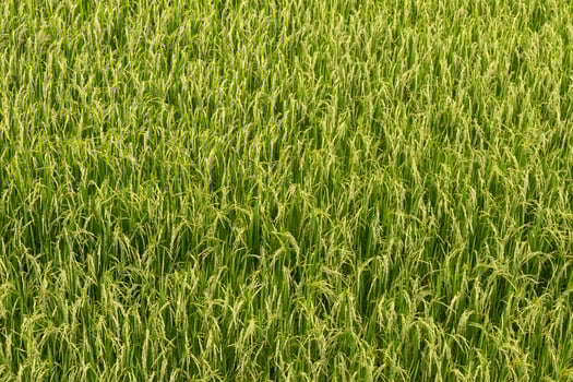 Close-up view top rice fields. photo
