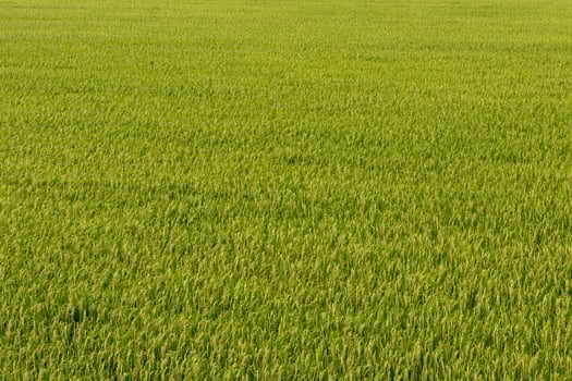 Background many green rice grains. photo