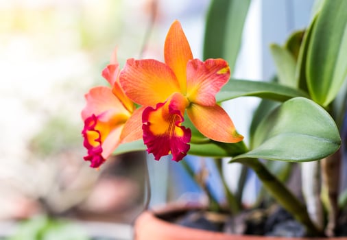 Orchid orange with white blur. photo
