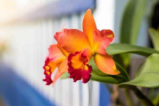 Orchid orange with white blur. photo