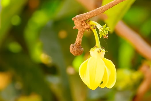 Cananga odorata flower is a tropical tree that originates in the Indonesia, Malaysia, and Philippines. photo