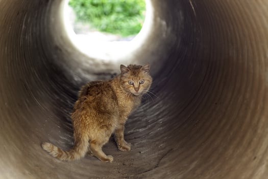 Stray cat in a pipe photo