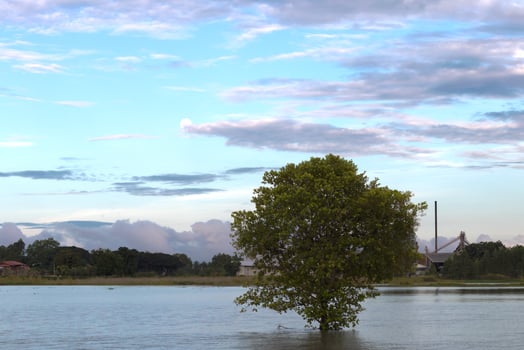A tree in a flood near the mill. photo