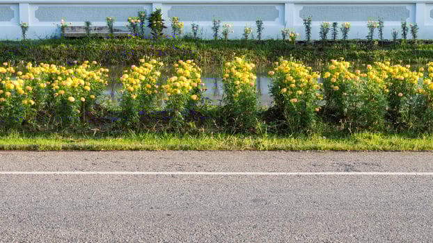 Beautiful marigold flowers along the way. photo