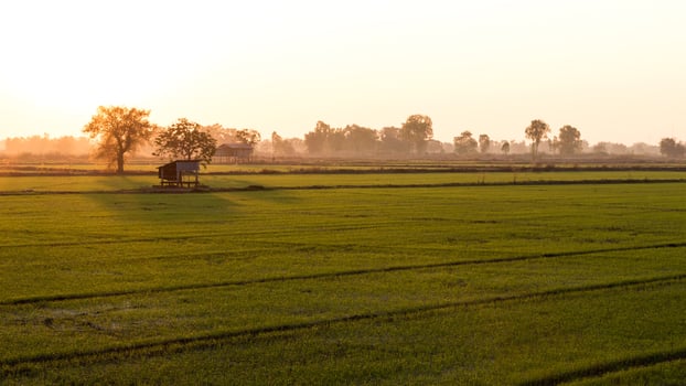 Green rice field with cottages and early morning trees. photo