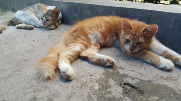 a couple of cats relaxing photo