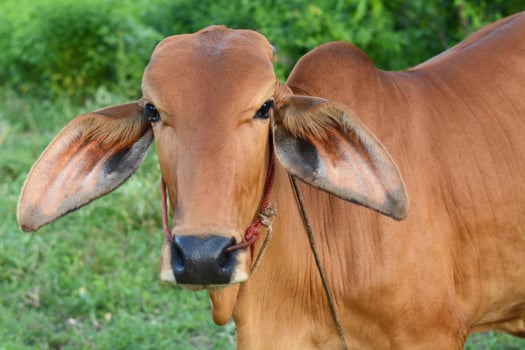 big cow on the meadow photo