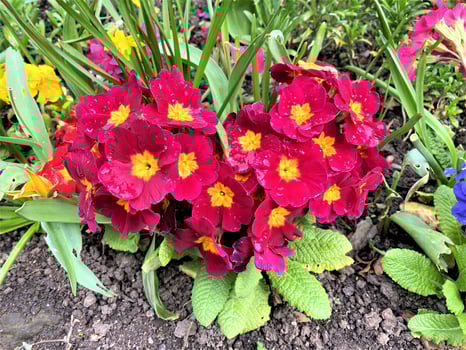 A view of a Flower photo