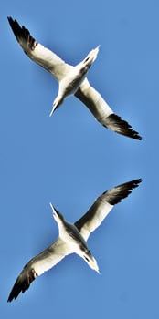 A close up of a Gannet on Bass Rock in Scotland photo