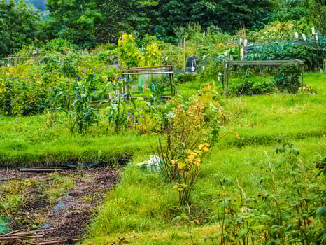 HDR Allotment garden community garden photo