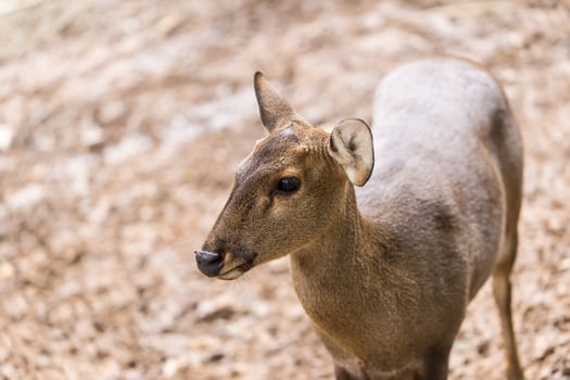 Indian hog deer in head close up shot photo