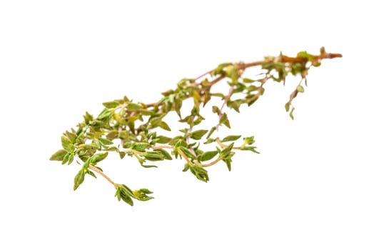 Thyme branch on white photo