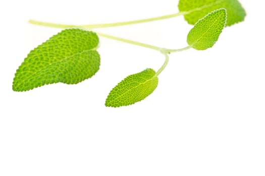 Sage on white photo