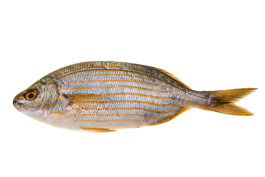 Salema porgy - sarpa fish photo