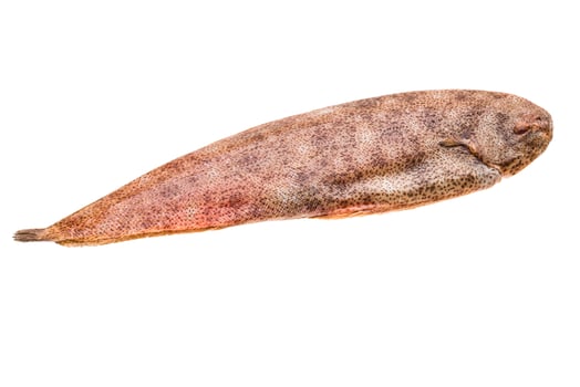 Fish Dover sole photo