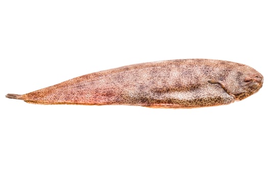 Fish Dover sole photo