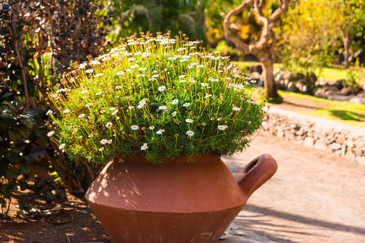 Chamomile flower view photo