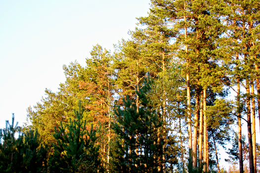 Autumn forest view photo