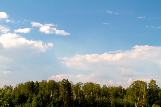 forest at summer, Russia photo