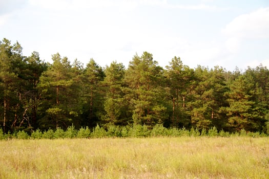 grass valley in forest during summer photo