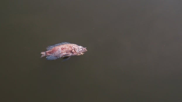 The fish died in the swamp because of the rotten water. water pollution concept photo