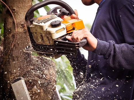 The gardener is using a chainsaw to prune trees photo
