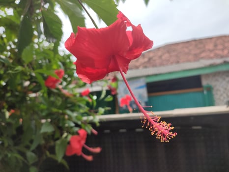 Hibiscus rosa-sinensis flowering plant bright red photo