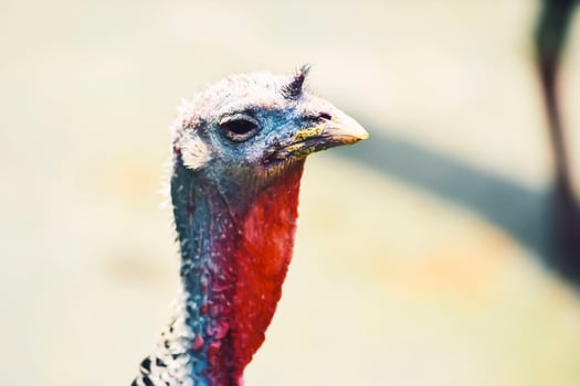 Close-up photography of animals. Young turkey face pictures photo