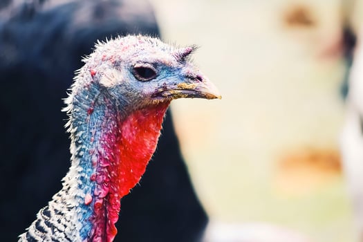 Close-up photography of animals. Young turkey face pictures photo