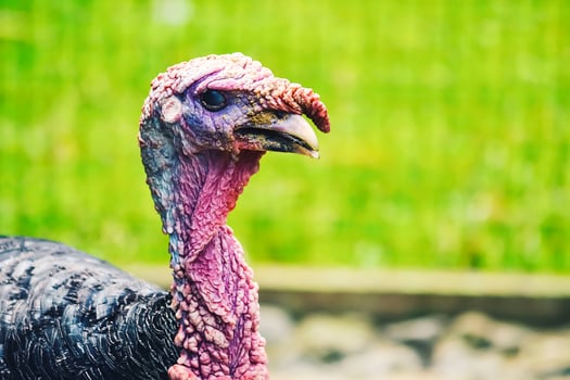 Close-up photography of animals. Young turkey face pictures photo