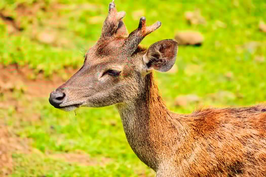 A young deer foraging in a green meadow photo