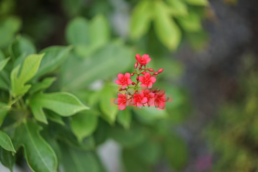 close up flower at noon in the park or garden with blur background photo