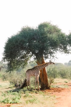 Giraffe grazing on a tree in South Africa photo