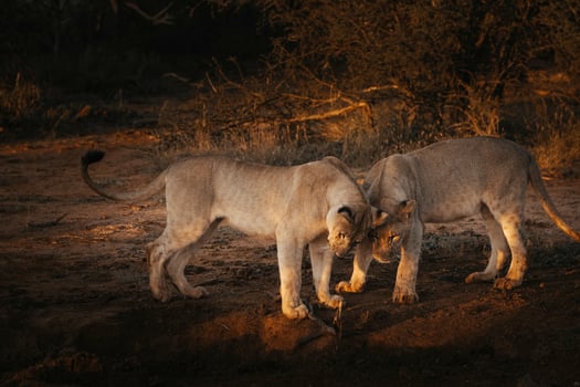Playful lion cubs at sunset photo