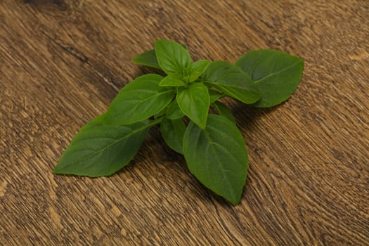 Fresh green Basil leaves - for cooking photo