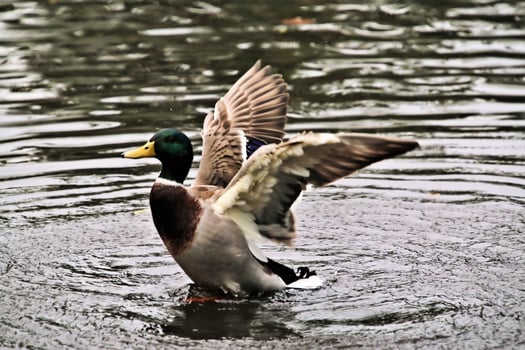 A close up of a Mallard Duck photo