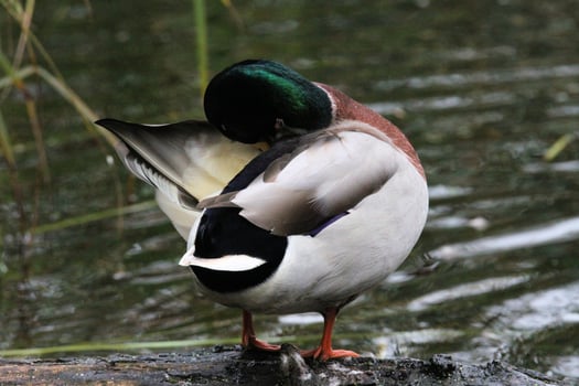 A close up of a Mallard Duck photo
