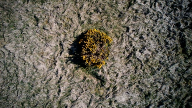 Scottish Wild Gorse from Above photo