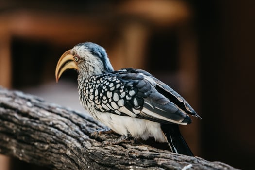 Hornbill portrait, South Africa photo