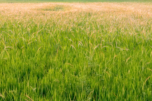 Beautiful grass weeds in rice fields. photo
