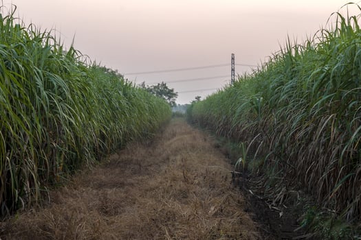Many sugarcane fields close to dry weeds. photo