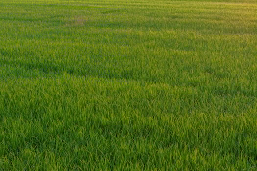 Background foliage lush green paddy evening. photo