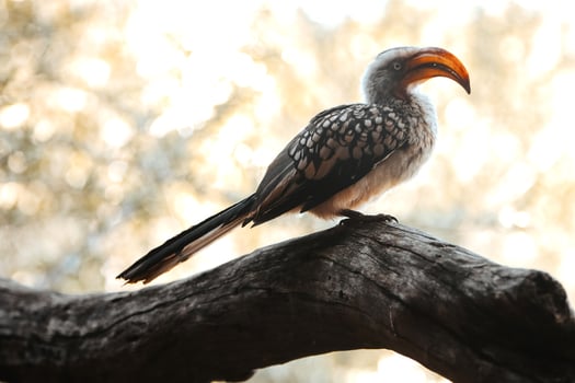 Hornbill sitting on a stalk photo