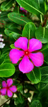 Madagascar Periwinkle flower photo