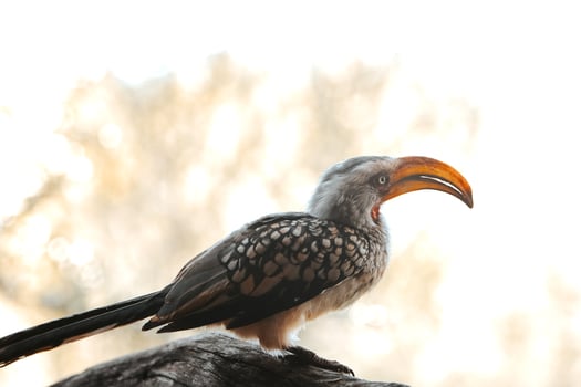 Hornbill sitting on a stalk photo