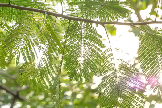 The green tree leaf in the sky background. photo