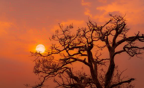 Beautiful silhouette leafless tree and sunset sky. Romantic and peaceful scene of sun, and red sky at sunset time with beauty pattern of branches. Fall season with tranquil nature. Beauty in nature. photo