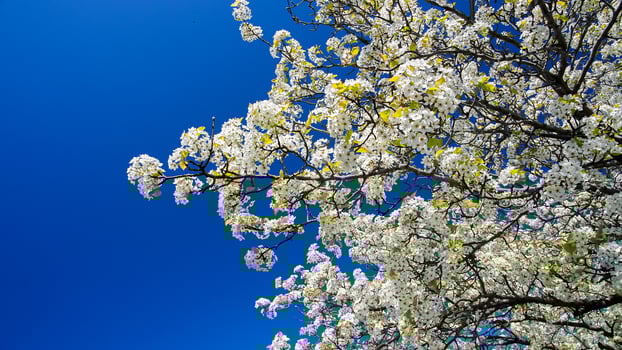 Tree with white flowers and blue sky photo