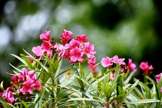 Beautiful Pink Flowers and its Plant photo