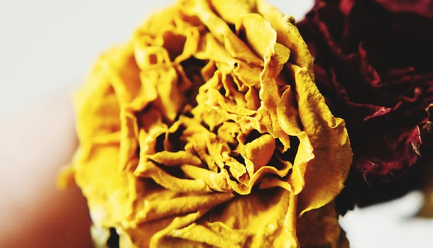 Snap of a Yellow Rose photo